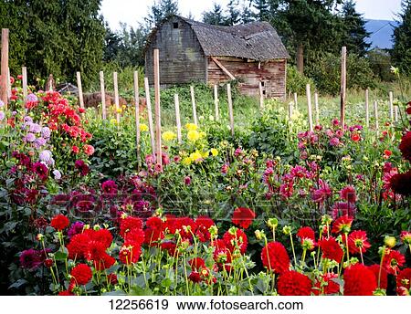 One Love organic farm; Abbotsford, British Columbia, Canada View Large Photo Image Stock Photo - One Love organic farm; Abbotsford, British Columbia, Canada. Fotosearch
