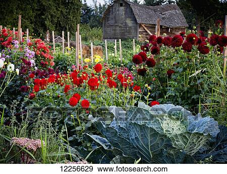 Stock Photo - One Love organic farm; Abbotsford, British Columbia, Canada. Fotosearch