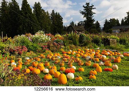 Stock Photograph - One Love organic farm; Abbotsford, British Columbia, Canada. Fotosearch