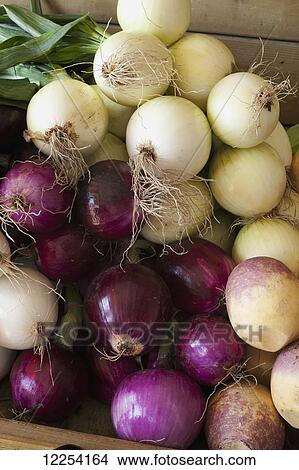 Onions and turnips at a roadside stand; Dunham, Quebec, Canada View Large Photo Image Picture - Onions and turnips at a roadside stand; Dunham, Quebec, Canada. Fotosearch