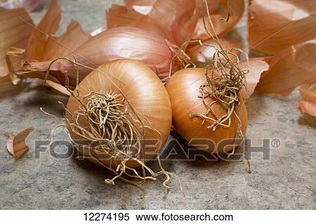 Stock Photography - Onions with pieces of brown skin peeled off; Chilliwack, British Columbia, Canada. Fotosearch