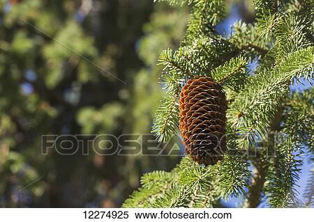 Stock Photography - Open cone on spruce tree; Edmonton, Alberta, Canada. Fotosearch