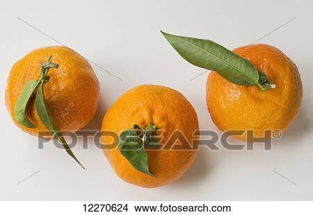 Picture - Oranges with leaves on the stem; Chilliwack, British Columbia, Canada. Fotosearch