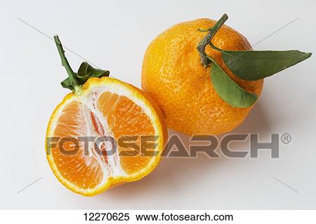 Oranges with leaves on the stem; Chilliwack, British Columbia, Canada View Large Photo Image Stock Photography - Oranges with leaves on the stem; Chilliwack, British Columbia, Canada. Fotosearch