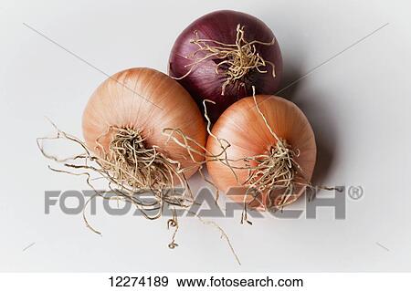 Organic onions on a white background; Chilliwack, Oregon, United States of America View Large Photo Image Stock Photo - Organic onions on a white background; Chilliwack, Oregon, United States of America. Fotosearch