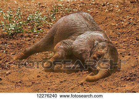Stock Image - Orphaned African elephant (Loxodonta africana) at the Sheldrick Elephant Orphanage; Nairobi, Kenya. Fotosearch
