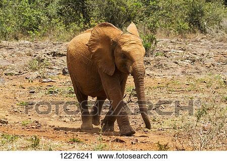 Stock Image - Orphaned African elephant (Loxodonta africana) at the Sheldrick Elephant Orphanage; Nairobi, Kenya. Fotosearch