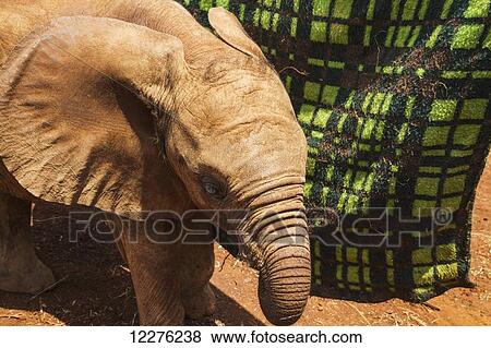 Stock Photo - Orphaned African elephant (Loxodonta africana) sucking milk from a blanket at the Sheldrick Elephant Orphanage; Nairobi, Kenya. Fotosearch