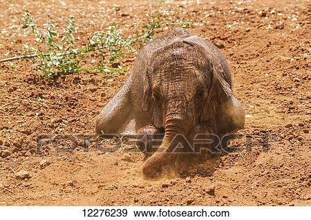 Stock Photo - Orphaned African elephant (Loxodonta africana) at the Sheldrick Elephant Orphanage; Nairobi, Kenya. Fotosearch