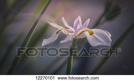 Stock Image - Palestine Lily; Sharon Valley, Israel. Fotosearch