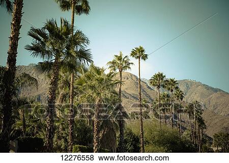Stock Photo - Palm trees against a turquoise blue sky and arid mountains in the background; Palm Springs, California, United States of America. Fotosearch