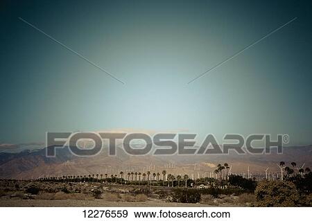 Palm trees against a turquoise sky and arid mountains in the background with wind turbines; Palm Springs, California, United States of America View Large Photo Image Stock Photo - Palm trees against a turquoise sky and arid mountains in the background with wind turbines; Palm Springs, California, United States of America. Fotosearch
