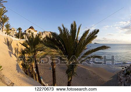 Stock Image - Palm trees in the sand along the Mediterranean; Benidorm, Spain. Fotosearch