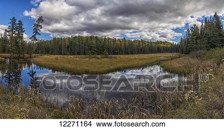 Picture - Panoramic view of a small pond in autumn at the beginning of the Rock Lake Road, Algonquin Park; Ontario, Canada. Fotosearch