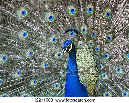 Stock Photo - Peacock in full display mode attempting to attract a mate; Santa Cruz, Bolivia. Fotosearch