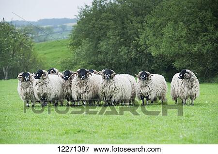 Stock Photo - Pedigree Dalesbred yearling rams in wool; Yorkshire, England. Fotosearch