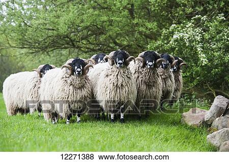 Pedigree Dalesbred yearling rams in wool; Yorkshire, England View Large Photo Image Stock Photo - Pedigree Dalesbred yearling rams in wool; Yorkshire, England. Fotosearch