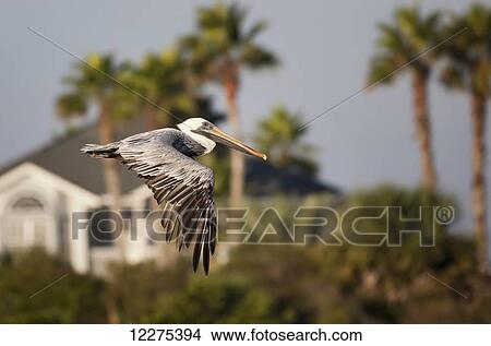 Picture - Pelican in flight with palm trees in the background; United States of America. Fotosearch