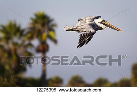 Stock Photography - Pelican in flight with palm trees in the background; United States of America. Fotosearch