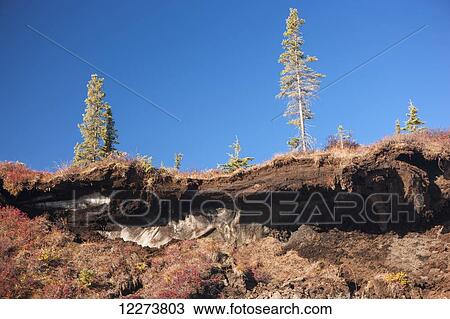 Permafrost bank erosion due to ice lenses along the Noatak River; Noatak, Alaska, United States of America View Large Photo Image Stock Image - Permafrost bank erosion due to ice lenses along the Noatak River; Noatak, Alaska, United States of America. Fotosearch