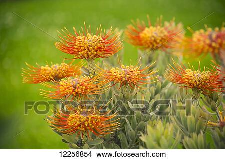 Pin Cushion protea; Maui, Hawaii, United States of America View Large Photo Image Picture - Pin Cushion protea; Maui, Hawaii, United States of America. Fotosearch