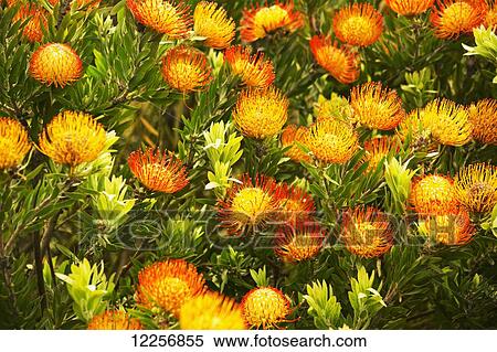 Pin Cushion protea; Maui, Hawaii, United States of America View Large Photo Image Stock Photography - Pin Cushion protea; Maui, Hawaii, United States of America. Fotosearch