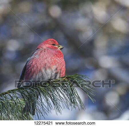Stock Image - Pine Grosbeak (Pinicola enucleator); Ontario, Canada. Fotosearch