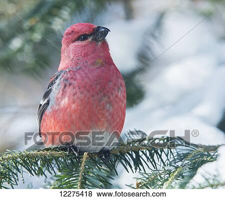 Pine grosbeak (Pinicola enucleator); Ontario, Canada View Large Photo Image Stock Photo - Pine grosbeak (Pinicola enucleator); Ontario, Canada. Fotosearch