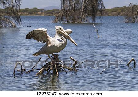 Stock Photo - Pink-backed pelican (Pelecanus rufescens), Lake Naivasha National Park; Kenya. Fotosearch