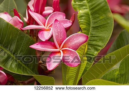 Pink Plumeria; Maui, Hawaii, United States of America View Large Photo Image Stock Image - Pink Plumeria; Maui, Hawaii, United States of America. Fotosearch