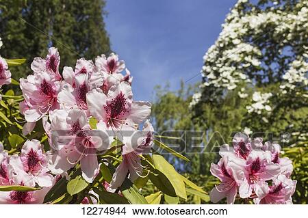 Picture - Pink rhododendrons against a background of white blossoms, trees, and blue sky; Victoria, British Columbia, Canada. Fotosearch