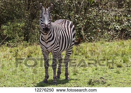 Plains zebra (Equus quagga), Mara North Conservancy; Kenya View Large Photo Image Stock Image - Plains zebra (Equus quagga), Mara North Conservancy; Kenya. Fotosearch