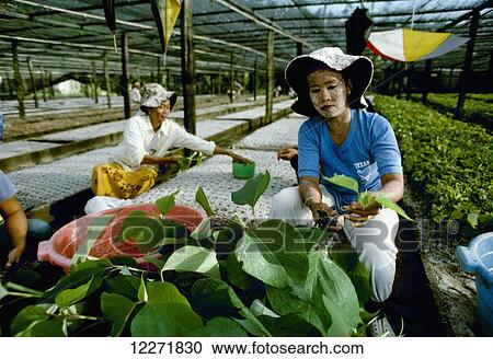 Planting plant cuttings at a nursery; Borneo, Malaysia View Large Photo Image Stock Image - Planting plant cuttings at a nursery; Borneo, Malaysia. Fotosearch
