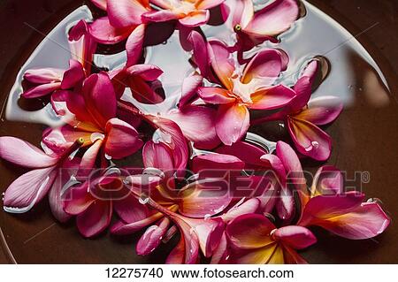 Stock Image - Plumerias in a bowl at Saptohoedojo Art Gallery, Yogyakarta, Java Island, Indonesia. Fotosearch
