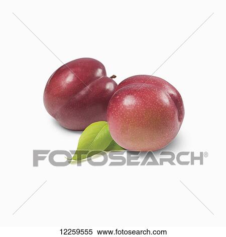 Stock Photography - Plums with a leaf on the stem on a white background. Fotosearch