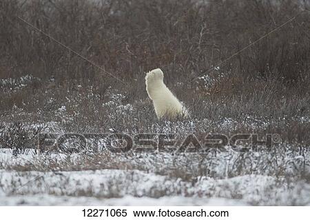 Stock Photography - Polar bear paw sticking up above the willow trees, near Churchill; Manitoba, Canada. Fotosearch
