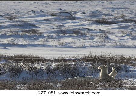 Stock Image - Polar bear (ursus maritimus) paws sticking up above the willow trees, near Churchill; Manitoba, Canada. Fotosearch