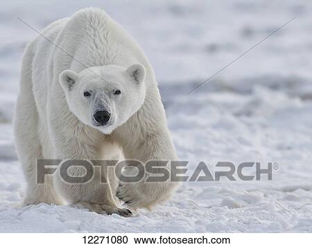 Polar bear (ursus maritimus) walking through the snow and ice of Hudson Bay; Manitoba, Canada View Large Photo Image Stock Image - Polar bear (ursus maritimus) walking through the snow and ice of Hudson Bay; Manitoba, Canada. Fotosearch