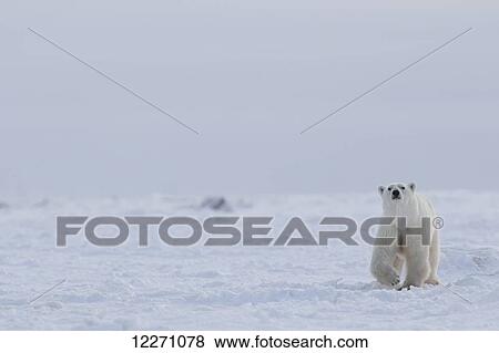 Polar bear (ursus maritimus) walking through the snow and ice of Hudson Bay; Manitoba, Canada View Large Photo Image Stock Photo - Polar bear (ursus maritimus) walking through the snow and ice of Hudson Bay; Manitoba, Canada. Fotosearch