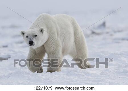 Polar bear (ursus maritimus) walking through the snow and ice of Hudson Bay; Manitoba, Canada View Large Photo Image Stock Photo - Polar bear (ursus maritimus) walking through the snow and ice of Hudson Bay; Manitoba, Canada. Fotosearch
