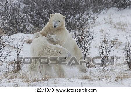 Stock Image - Polar bears (ursus maritimus) sparring in the snow during winter near Churchill; Manitoba, Canada. Fotosearch