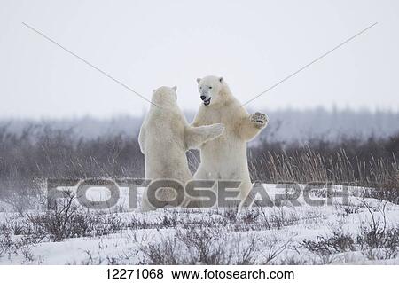 Polar bears (ursus maritimus) sparring in the snow during winter near Churchill; Manitoba, Canada View Large Photo Image Stock Photo - Polar bears (ursus maritimus) sparring in the snow during winter near Churchill; Manitoba, Canada. Fotosearch