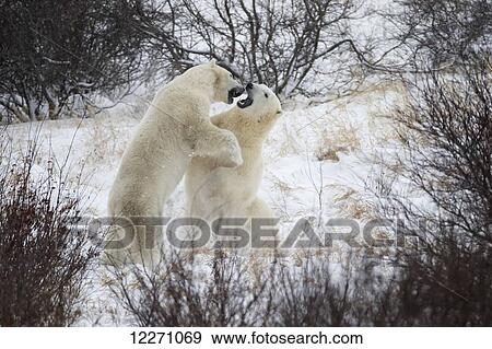 Polar bears (ursus maritimus) sparring in the snow during winter near Churchill; Manitoba, Canada View Large Photo Image Stock Photo - Polar bears (ursus maritimus) sparring in the snow during winter near Churchill; Manitoba, Canada. Fotosearch