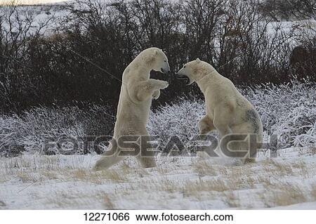 Polar bears (ursus maritimus) sparring in the snow during winter near Churchill; Manitoba, Canada View Large Photo Image Stock Photograph - Polar bears (ursus maritimus) sparring in the snow during winter near Churchill; Manitoba, Canada. Fotosearch