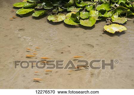 Pond with water lilies; Osoalata, Baucau, East Timor View Large Photo Image Stock Image - Pond with water lilies; Osoalata, Baucau, East Timor. Fotosearch