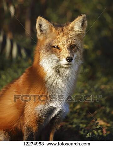 Stock Image - Portrait of a red fox (vulpes vulpes); Montreal, Quebec, Canada. Fotosearch