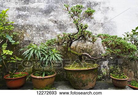 Stock Image - Potted plants in Ruiyu Courtyard, Xidi, Anhui, China. Fotosearch