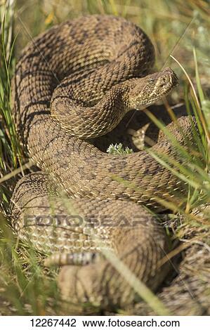 Stock Image - Prairie rattlesnake (Crotalus viridis); Alberta, Canada. Fotosearch