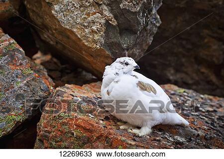 Stock Image - Ptarmigan in white winter plumage in rock gully, Chugach State Park,; Alaska, United States of America. Fotosearch