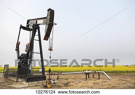 Picture - Pumpjack at work on oilfield lease in a canola field in rural Alberta; St. Albert, Alberta, Canada. Fotosearch